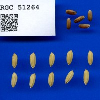 IRGC 51264 Seed Photo