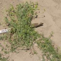 Desmanthus acuminatus_Gsys.jpg