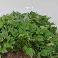 CIP 400822 (plant).jpg