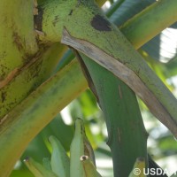 6.4.5 - Peduncle hairiness