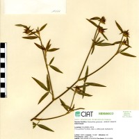 10577 herbarium