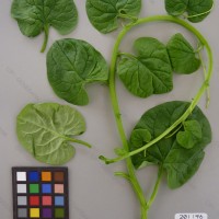 CIP 201196 Herbarium