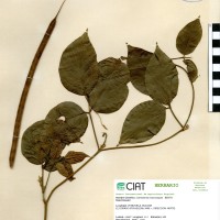15846 herbarium