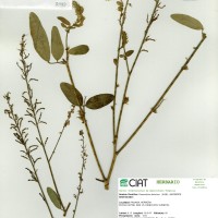 3499 herbarium