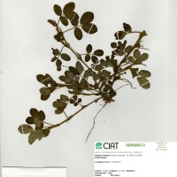 22352 herbarium