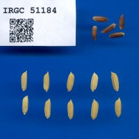IRGC 51184 Seed Photo