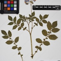 CIP 760357_HHCH 5220_03.jpg