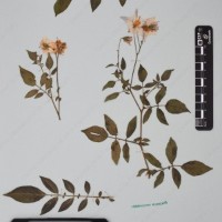 CIP 760025_OCH s.n.01_01.jpg