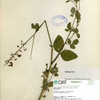 3584 herbarium