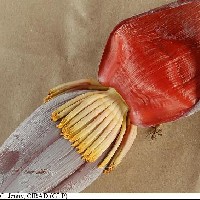 6.6.4 - Lobe colour of compound tepal