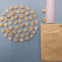 CIMMYTMA 8387 - Reference inventory.jpg