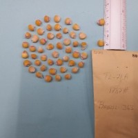 CIMMYTMA 8041 - Reference inventory.jpg