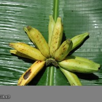 6.7.11 - Fusion of pedicels