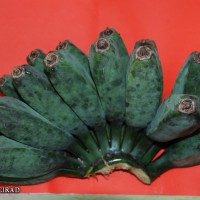 6.7.11 - Fusion of pedicels