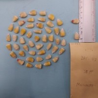 CIMMYTMA 8078 - Reference inventory.jpg