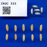 IRGC 333 Seed Photo