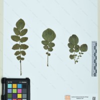 CIP 760484 herbarium