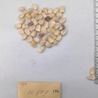 CIMMYTMA 178 - Reference Inventory.jpg