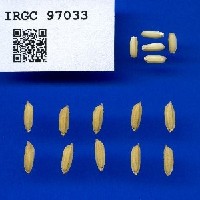 IRGC 97033 Seed Photo