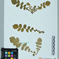 CIP 760506 herbarium