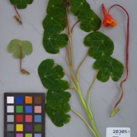 CIP 203051 Herbarium