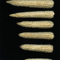 CIMMYTMA 4923 BRAZ 2028 AF20A-0903-12 C.jpg