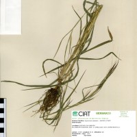 26226 herbarium