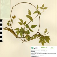 24025 herbarium