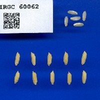 IRGC 60062 Seed Photo