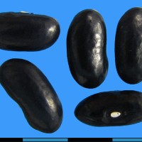 G52397 seed.jpg