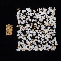 Popped and not popped comparison.jpg