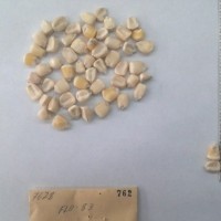 CIMMYTMA 762 - Reference Inventory.jpg