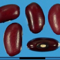 G1718 seed.jpg