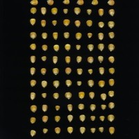 CIMMYTMA 4978 BRAZ 2135 AF20A-0903-222 K.jpg