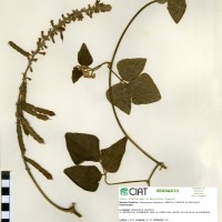 18993 herbarium