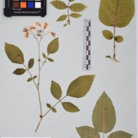 CIP 761076_OCH 12014_06.jpg