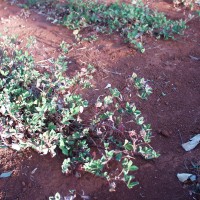 Trifolium tembense 7727.JPG