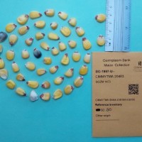 CIMMYTMA 20483.jpg