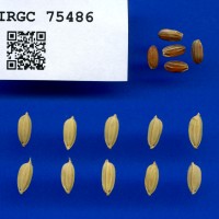 IRGC 75486 Seed Photo
