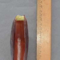 6.5.2 - Bract apex shape