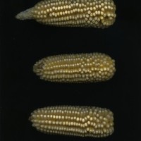 CIMMYTMA 16506 PUEB 545 TC24U-2903-266 E1.jpg