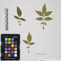 CIP 761070_OCHS 11297_16.jpg