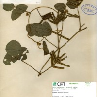 9187 herbarium