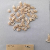 CIMMYTMA 2094 - Reference Inventory.jpg