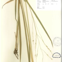 IRGC 100973 Herbarium