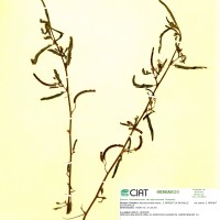8261 herbarium