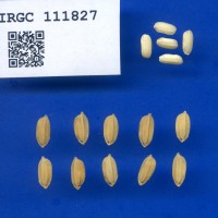 IRGC 111827 Seed Photo