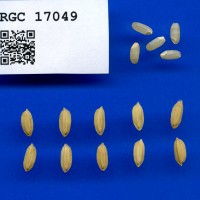 IRGC 17049 Seed Photo
