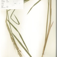 IRGC 100938 Herbarium