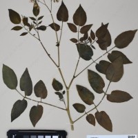 CIP 762326_OCHS 15565_04.jpg